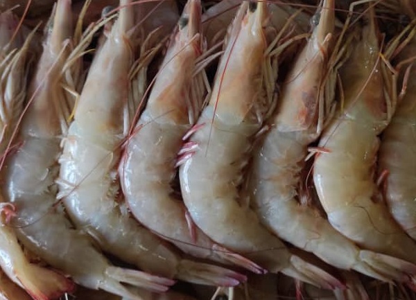 Sea caught shrimp
